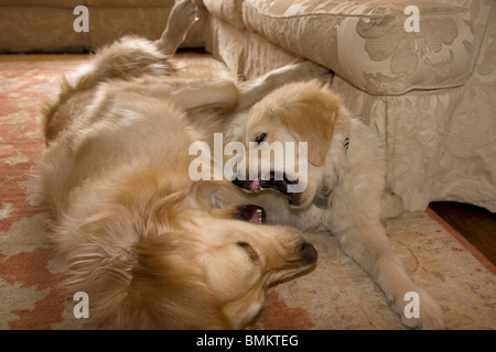 Il golden retriever cane e cucciolo playfighting Foto Stock