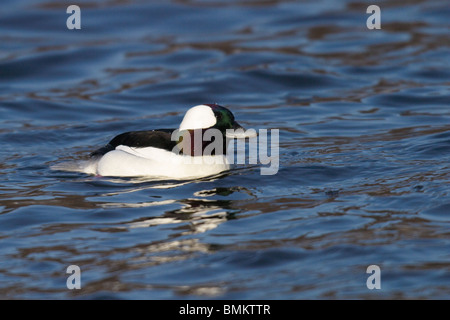 Maschio adulto Ruddy Duck in allevamento piumaggio galleggianti sull'acqua Foto Stock