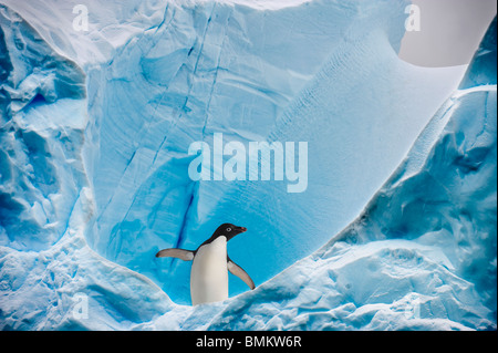 Adelie Penguin su iceberg, Graham passaggio, Penisola Antartica, Antartide. Foto Stock