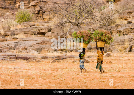 Mali, Sangha, le donne che trasportano cesti sui loro capi Foto Stock