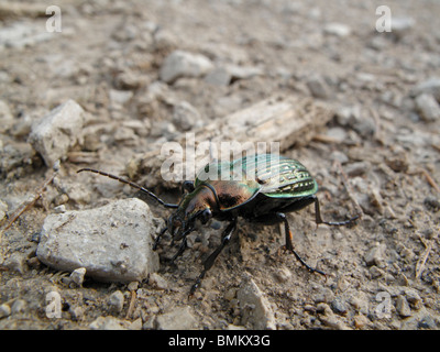 Beetle su una strada sterrata. Si tratta di Carabus granulatus. Questo è uno dei più grandi carabidi (massa beetle) in Germania. Foto Stock