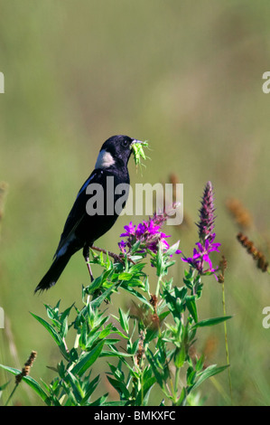 Maschio adulto Bobolink con insetti nel suo becco arroccato sui fiori viola Foto Stock
