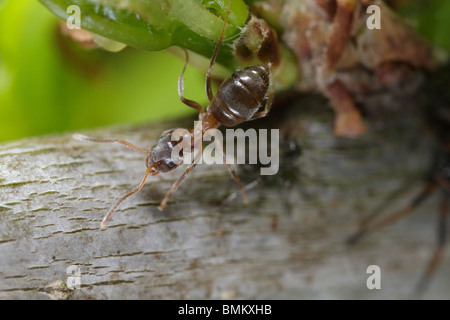 Nero Garden Ant in una colonia di afide su un albero di quercia Foto Stock