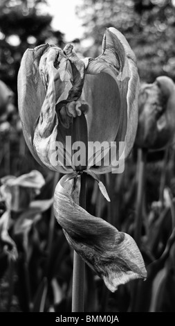 In bianco e nero di close-up di un essiccato morendo tulip fiori. Foto Stock