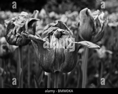 In bianco e nero di close-up di un essiccato morendo tulip fiori. Foto Stock