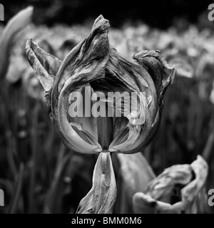 In bianco e nero di close-up di un essiccato morendo tulip fiori. Foto Stock