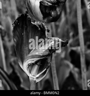 In bianco e nero di close-up di un essiccato morendo tulip fiori. Foto Stock