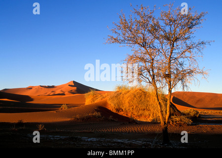 Africa, Namibia, Namib Naukluft National Park, mattina sole illumina lone tree in dune di sabbia rossa nel deserto del Namib vicino al Sossusvlei Foto Stock