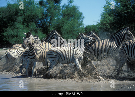 La Namibia, il Parco Nazionale di Etosha, pianure Zebra mandria (Equus burchelli) panic e corre dal foro per l'acqua Foto Stock