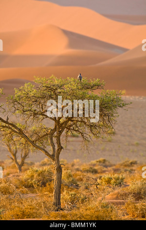 Un Lanner Falcon posatoi in un albero tra le dune di Sossusvlei, Namib-Nauklift NP, Namibia. Foto Stock