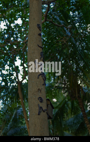 Millipedes su un ramo su Fregate Island Foto Stock