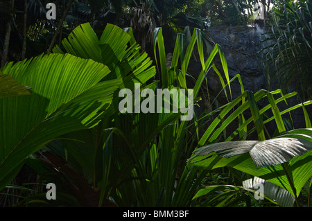 Le fronde delle palme in Vallee de Mai forest Foto Stock