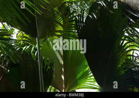 Le fronde delle palme in Vallee de Mai forest Foto Stock