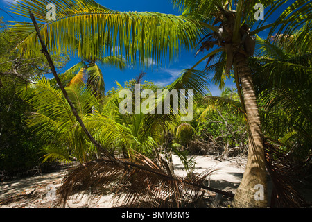 Seychelles, Isola Curieuse, marsh a piedi Foto Stock