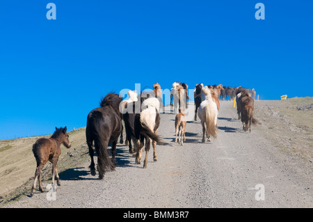 Wild Islanda cavalli. Penisola di Vatnsnes. L'Islanda. Foto Stock