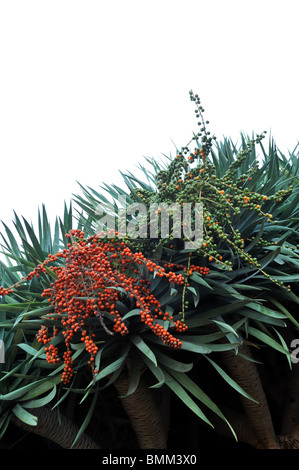 La flora di Madeira - Dragon Tree, Dracaena draco Foto Stock