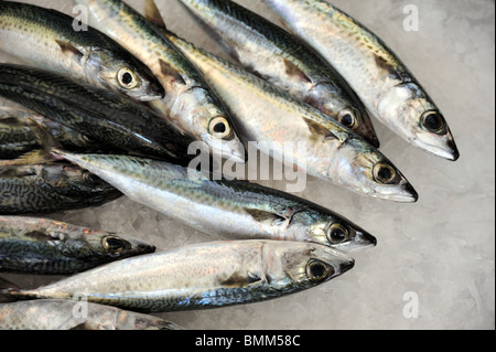 Mackeler fresco pesce, mercato di Madera, dettaglio Foto Stock