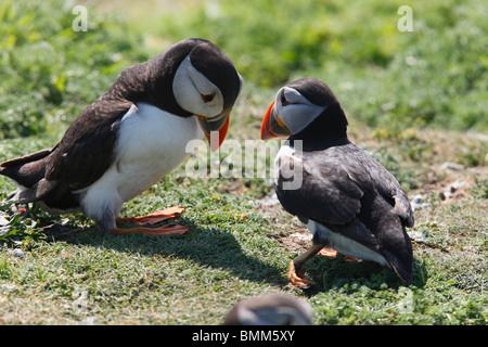 Puffin tornando con la caviglia rotta Foto Stock