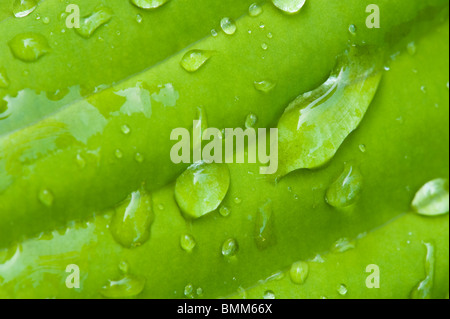 Cordone di gocce di pioggia su una foglia di hosta Foto Stock