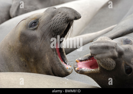 Stock Foto di due nord le guarnizioni di elefante sparring, Ano Nuevo Riserva, California. Foto Stock