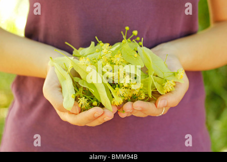 La raccolta di tiglio foglie Foto Stock