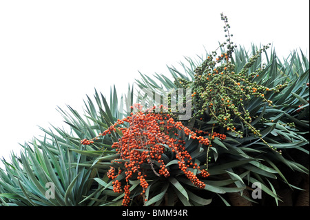 La flora di Madeira - Dragon Tree, Dracaena draco Foto Stock