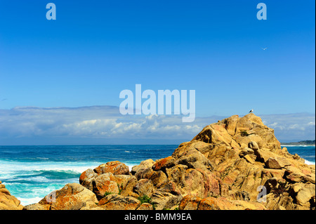 Seagull (Laurus) (probabilmente gabbiano occidentale laurus occidentalis) appollaiato sulla roccia soleggiati e gabbiano in volo Pebble Beach in California Foto Stock