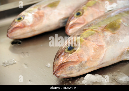 Fresh Red Snapper, mercato di Madera, dettaglio Foto Stock