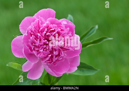 Peonia rosa Foto Stock