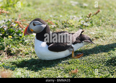 Puffin tornando con la caviglia rotta Foto Stock