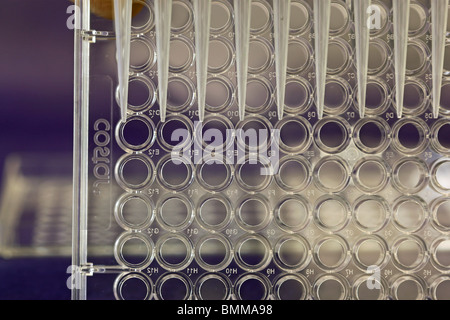 Con pipettatore micropiastra in Impostazioni di laboratorio Foto Stock