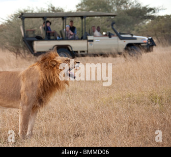 I turisti su Safari guardando un maschio maturo lion (Panthera leo) nella regione di Savuti del Botswana. Foto Stock