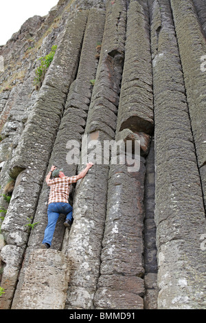 Un uomo fingendo di salire le colonne di basalto del Giant's Causeway, Co. Antrim, Irlanda del Nord Foto Stock