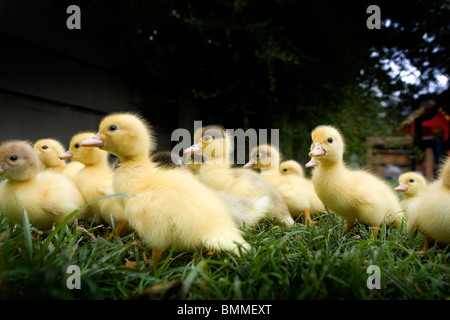 Free range anatroccoli in cantiere Foto Stock