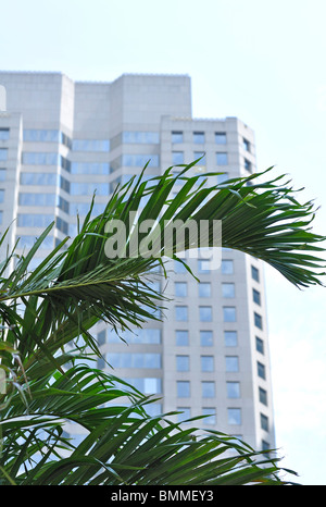 Palm tree al Rockefeller Center di New York City, Stati Uniti d'America Foto Stock