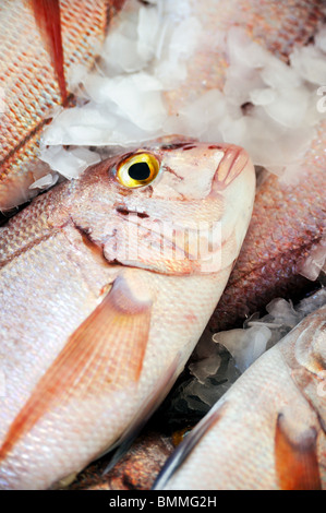 Fresh Red Snapper, mercato di Madera, dettaglio Foto Stock