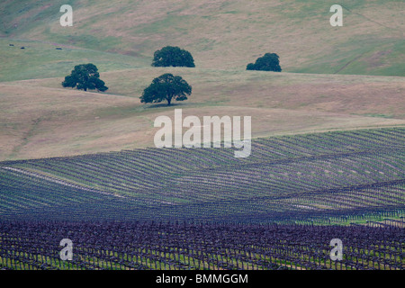 Campo di vigne e di lecci sulle dolci colline della California centrale vinyeard Foto Stock