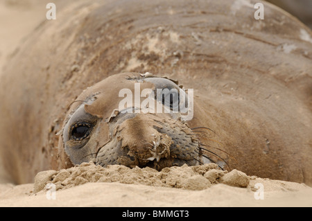 Foto di stock di una regione del nord della guarnizione di elefante posa in sabbia a Ano Nuevo Riserva, California. Foto Stock