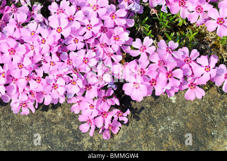 Phlox subulata, Moss Phlox, Moss Rosa, Phlox di montagna Foto Stock