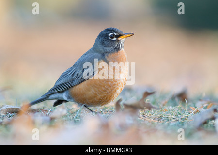 Un Americano Robin guarda in alto mentre il foraggio per il cibo sul terreno in inverno-tempo. Foto Stock