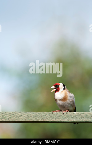 Cardellino in un giardino inglese. Regno Unito Foto Stock