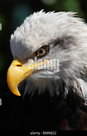 Magnifica aquila calva in Ketchikan, Alaska 2 Foto Stock