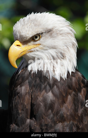 Magnifica aquila calva in Ketchikan, Alaska 4 Foto Stock