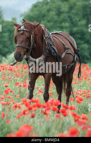 Cavalli domestici, Equus caballus, Cavallo singolo nel campo di papavero, Bulgaria, Maggio 2010 Foto Stock