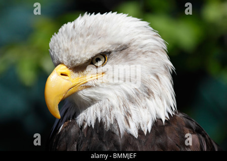 Magnifica aquila calva in Ketchikan, Alaska 6 Foto Stock