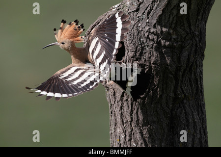 Upupa, Upupa epops, singolo uccello in volo a nido ingresso, Bulgaria, Maggio 2010 Foto Stock