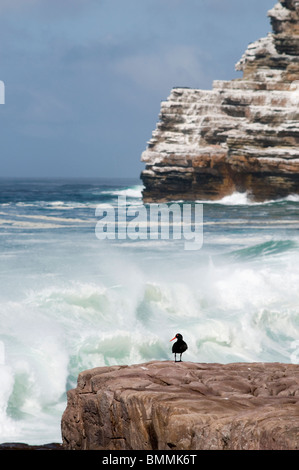 Nero africano (Oystercatcher Haematopus moquini) sulla roccia a Cape Point Parco Nazionale di Cape Town Western Cape Province Sud Africa Foto Stock