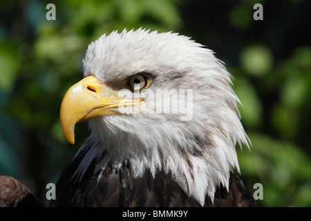 Magnifica aquila calva in Ketchikan, Alaska 9 Foto Stock