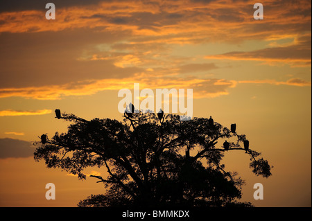 Gli avvoltoi nella struttura ad albero al tramonto, il Masai Mara Game Reserve, Kenya Foto Stock