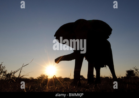 Bush africano Elefante africano (Loxodonta africana) silhouette, Riserva di Mashatu, Northern Tuli Game Reserve, Botswana Foto Stock